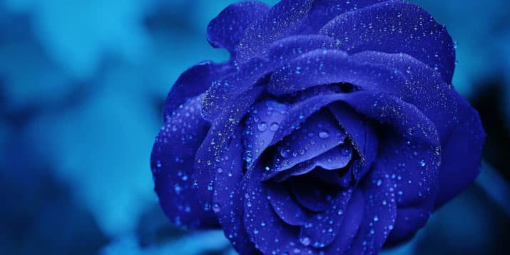 La flor de cada signo del zodiaco